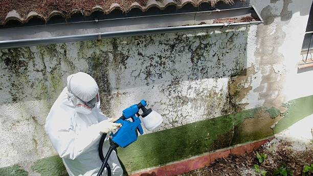 Mold Removal service in Williamstown
